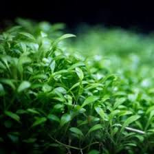 Image result for Glossostelma