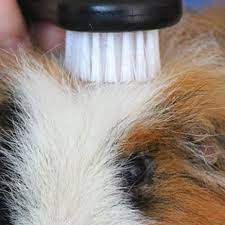 A wide variety of pig brush options are available to you, such as brush material, function, and grade. Guinea Pig Grooming Masterpet