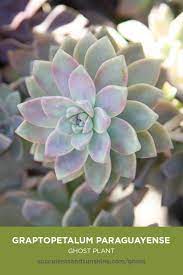 Play up a beach theme in containers by. Graptopetalum Paraguayense Ghost Plant Succulents And Sunshine Ghost Plant Plants Succulents