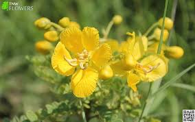 Yellow flowers names in tamil. Gujarati Flower Names