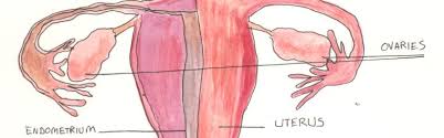 Your doctor may suggest a surgical procedure called a laparoscopy to actually look inside of your pelvis to see lesions. What Is Endometriosis Nuffield Department Of Women S Reproductive Health