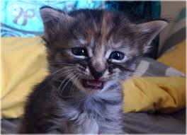 You can invite your friends around any time without worrying. Cat Spraying No More How To Stop Cats From Urinating Outside The Litterbox