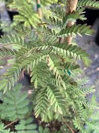 Image result for Acacia lasiopetala