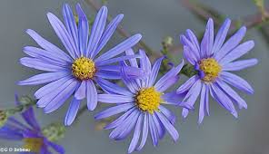 Image result for Aster chimanimaniensis