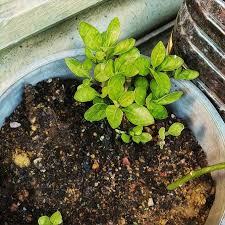 Bibit daun sambung nyawa berbagai macam penyakit insya allah dapat di sembuhkan dengan ramuan atau mengkonsumsi daun sambung nyawa ini. Khasiat Pokok Sambung Nyawa Diet Diet Sihat