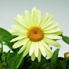 Cz miloš krump kopretina velkokvětá snow lady (leucanthemum maximum). Leucanthemum Broadway Lights 3l Pot 17 99