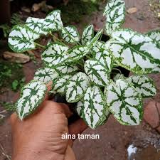 Jual Keladi Liliput Mini Putih Tanaman Hias Mini Liliput Putih Jakarta Selatan Caesar Markett Tokopedia