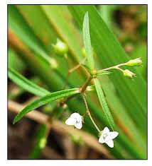 Image result for Oldenlandia herbacea