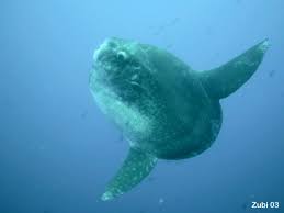 In german the sunfish is called mondfisch: Sunfishes Molidae Mondfische Em Mola Mola Em