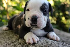 As alapaha blue blood bulldogs mature into adulthood, be sure to keep clear. Buster Alapaha Blue Blood Bulldog Puppy 617998 Puppyspot