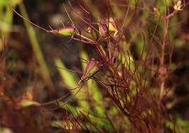 Image result for Rhamphicarpa