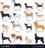 Purebred dog - Wikipedia
