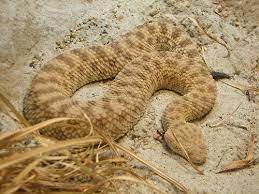 Sand Viper Where The Wild Things Are Snake Venom Reptiles Wild