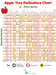 The companion planting charts on this website are intended to provide general guidelines as to which plants can be planted. To Produce The Best Harvest Some Fruit Bearing Trees And Shrubs Need A Companion Plant For Pollination Fruit Bearing Trees Trees And Shrubs Companion Planting
