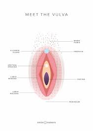 Both male and females look the same. The Vagina And The Vulva Meridia Medical