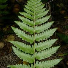 Image result for Dryopteris athamantica