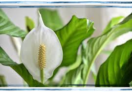 Learn how to get a peace lily to flower at houseplant411.com. Peace Lily Care Tips And Tricks Ftd Com