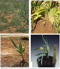 Image result for Hypoxis rigidula