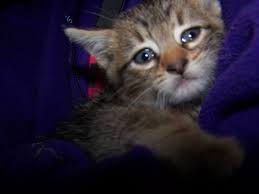 cute kitty is sick cute cats kitty cats