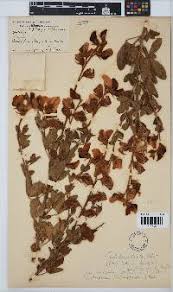 Image result for Crotalaria lachnophora