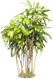 A Collection Of Tropical And Subtropical Plant Images With Transparent Background Plant Images Plant Pictures Plants