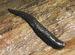 We provide version 1.115.2, the latest selecting the correct version will make the annelids game work better, faster, use less battery power. Phylum Annelida Annelids Annelid Small Pets