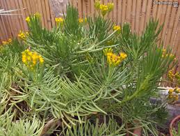 Image result for Senecio barbertonicus