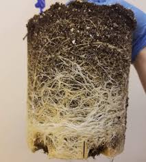 Beginners guide to start plants from seed. Why You May Not Want To Reuse Pro Mix Rolling Mountain Kush