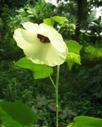 Image result for Hibiscus vitifolius