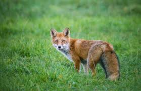 من أبرز المعلومات عن الثعلب أنه من الحيوانات البرية الآكلة للحوم والنباتات في نفس الوقت حيث أنه يتغذى على. Ø§Ù„Ø­ÙŠÙˆØ§Ù†Ø§Øª Ø§Ù„Ù…ÙØªØ±Ø³Ø© Posts Facebook