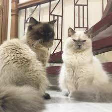 Ragdoll cats normally don't shed much, but you may notice some seasonal shedding in spring months. Buy Ragdoll Himalayan Cat Kitten For Sale Online In India At Best Price