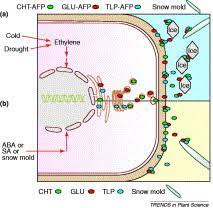 Small amounts of ethylene glycol can cause health problems if swallowed by people. Antifreeze Proteins In Overwintering Plants A Tale Of Two Activities Trends In Plant Science
