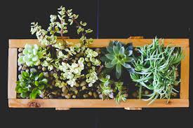 Avoid heavy, fertile soil mixes. Succulent Planter Diy For Under 10 Weed Em Reap