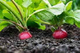 C'est la rentrée des classes, les enfants sont à l'école, pour vous c'est le moment de retourner au potager. Quel Legume Planter En Septembre