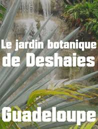 Le Jardin Botanique De Deshaies Une Visite Incontournable Avec Images Deshaies Jardin Botanique Jardin Botanique Deshaies