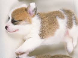 Images tagged corgi puppy sleeping. Photo Dreaming Puppy Sleeping Welsh Corgi Puppy 1600 120047 Desktop Background