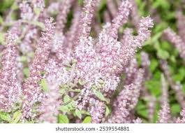 Image result for Platostoma