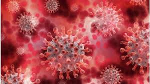 6 Fakta Virus Nipah Ancaman Pandemi Baru Di Asia
