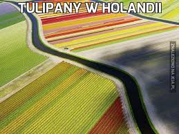 Gdzie w holandii szukać kwitnących pól tulipanów? Tulipany W Holandii Jeja Pl