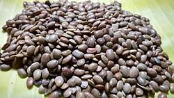 Image result for Macrotyloma daltonii