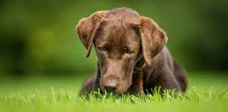 Dog Ate Rat Poison A Guide To Rat Poisoning In Dogs Vets Now