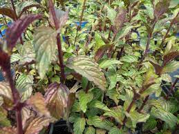 Check spelling or type a new query. Menthe Chocolat Les Aromes Du Gres