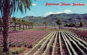 The Japanese Flower Gardens Of Old Time Phoenix Brad Hall On Patreon Arizona History Japanese Flowers American Road Trip