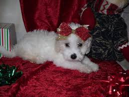 The maltipoo is one fluffy pup you will want to take home. Maltipoo Puppy For Sale In Texas Maltipoo Puppy Maltipoo Puppies For Sale Maltipoo