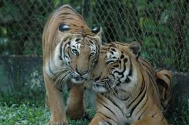 Zoo Taiping Taiping Ticket Price Timings Address Triphobo Populaire hotels vlak bij zoo taiping & night safari. zoo taiping taiping ticket price