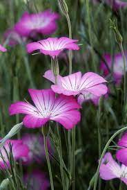 Look But Don T Touch Pretty Flower So Poisonous That It Could Kill Returns To The Uk Flowers Uk Deadly Plants Purple Flowering Plants