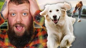 How To Stop Your Dog Pulling On The Leash Quickly