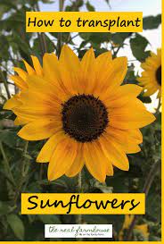 How To Transplant Sunflowers The Real Farmhouse Growing Sunflowers When To Plant Sunflowers Planting Sunflowers