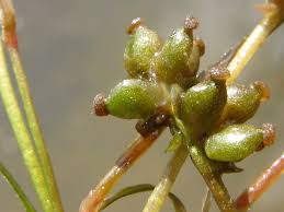 Image result for Potamogeton pusillus