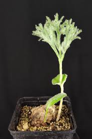 Image result for Eriospermum